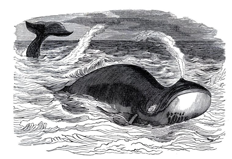 walvis